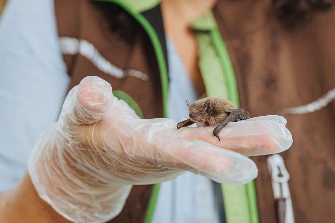 Eine Baby-Fledermaus auf der Hand.