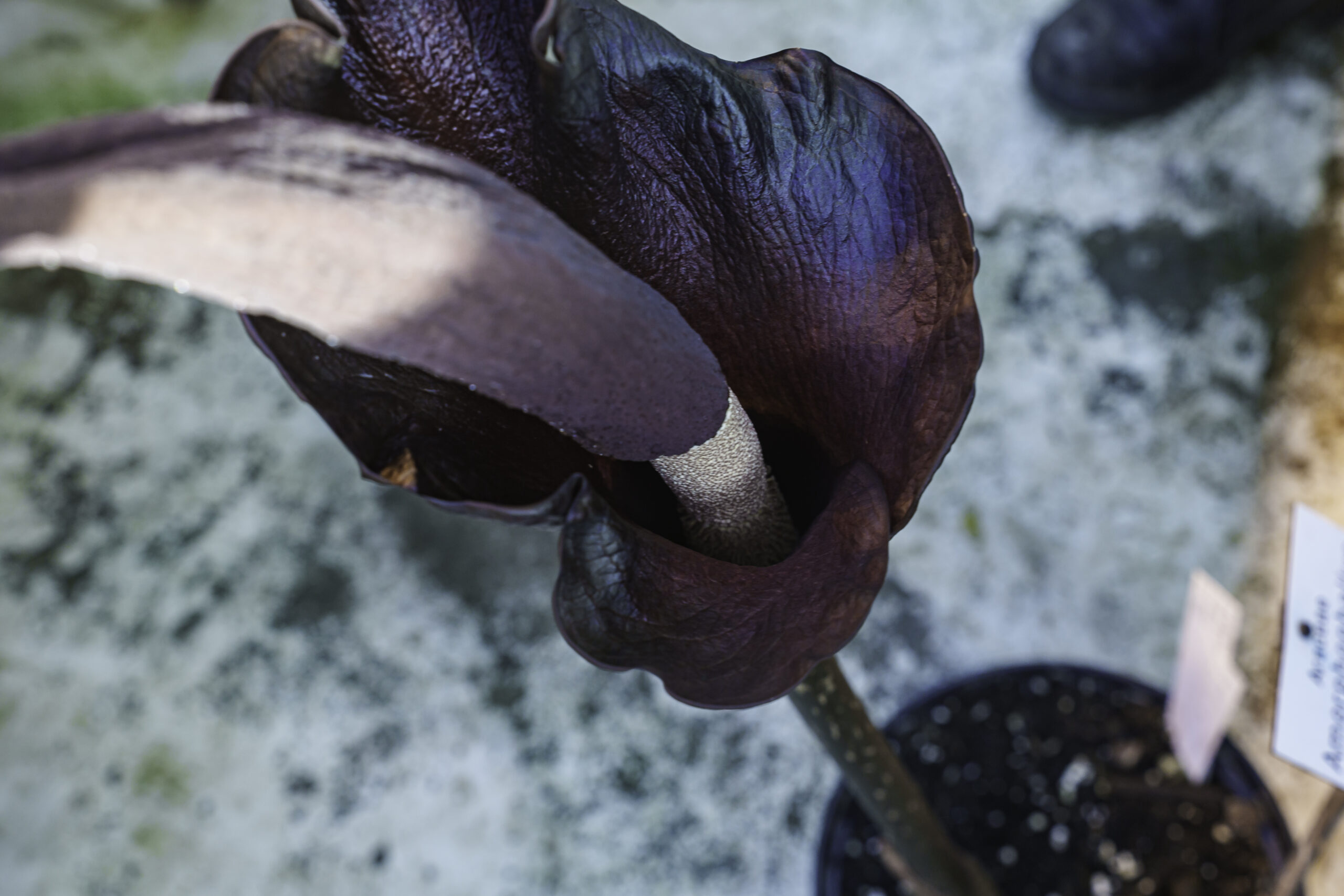 Die Teufelszunge - eine schmale Blüte in violett.