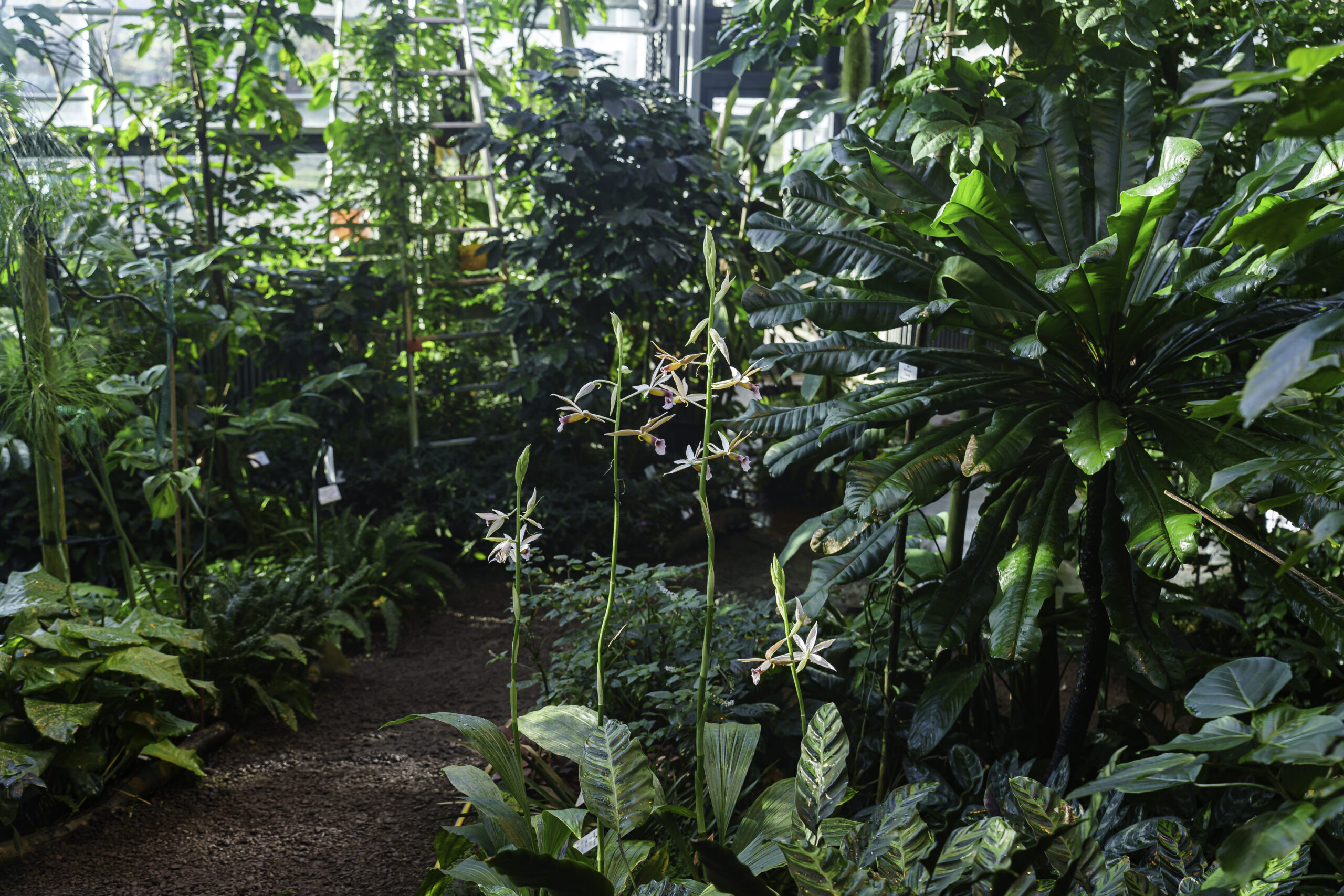 Orchideen, Bananenstauden und viel Grün im Loki-Schmidt-Gewächshaus des Botanischen Gartens Rostock.