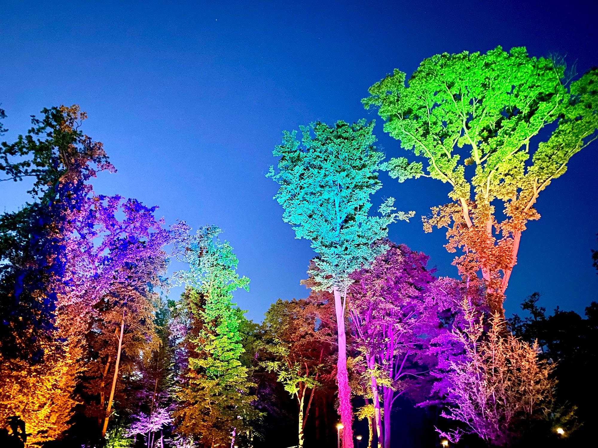 Bunt strahlende Bäume in Regenbogenfarben verschönern den Zoo Rostock.