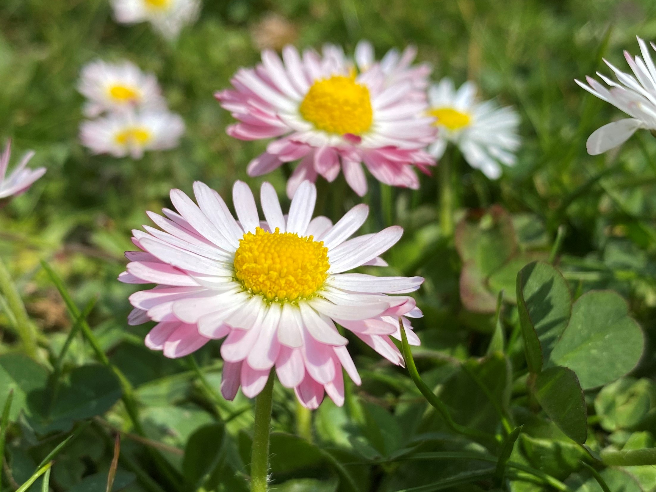 Zwei blühende Gänseblümchen.