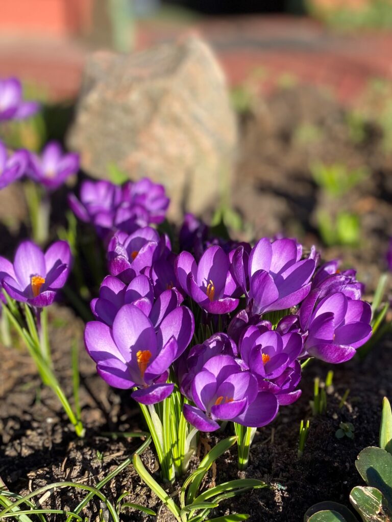 Lilafarbene Krokusse im Beet.