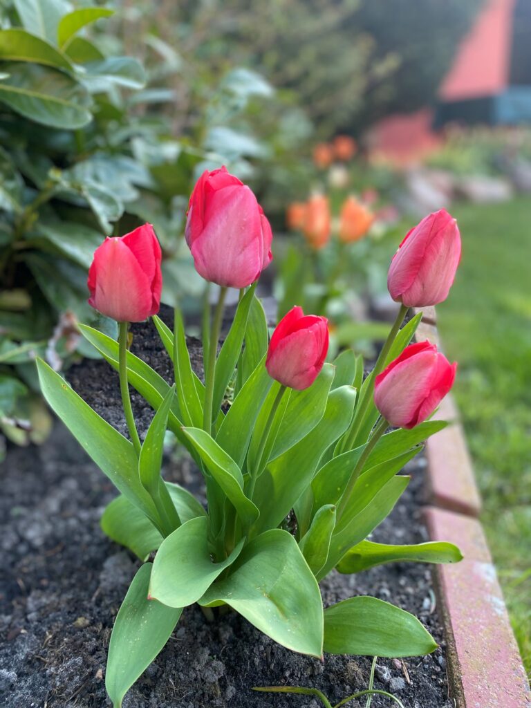 Fünf rote Tulpen im Beet.