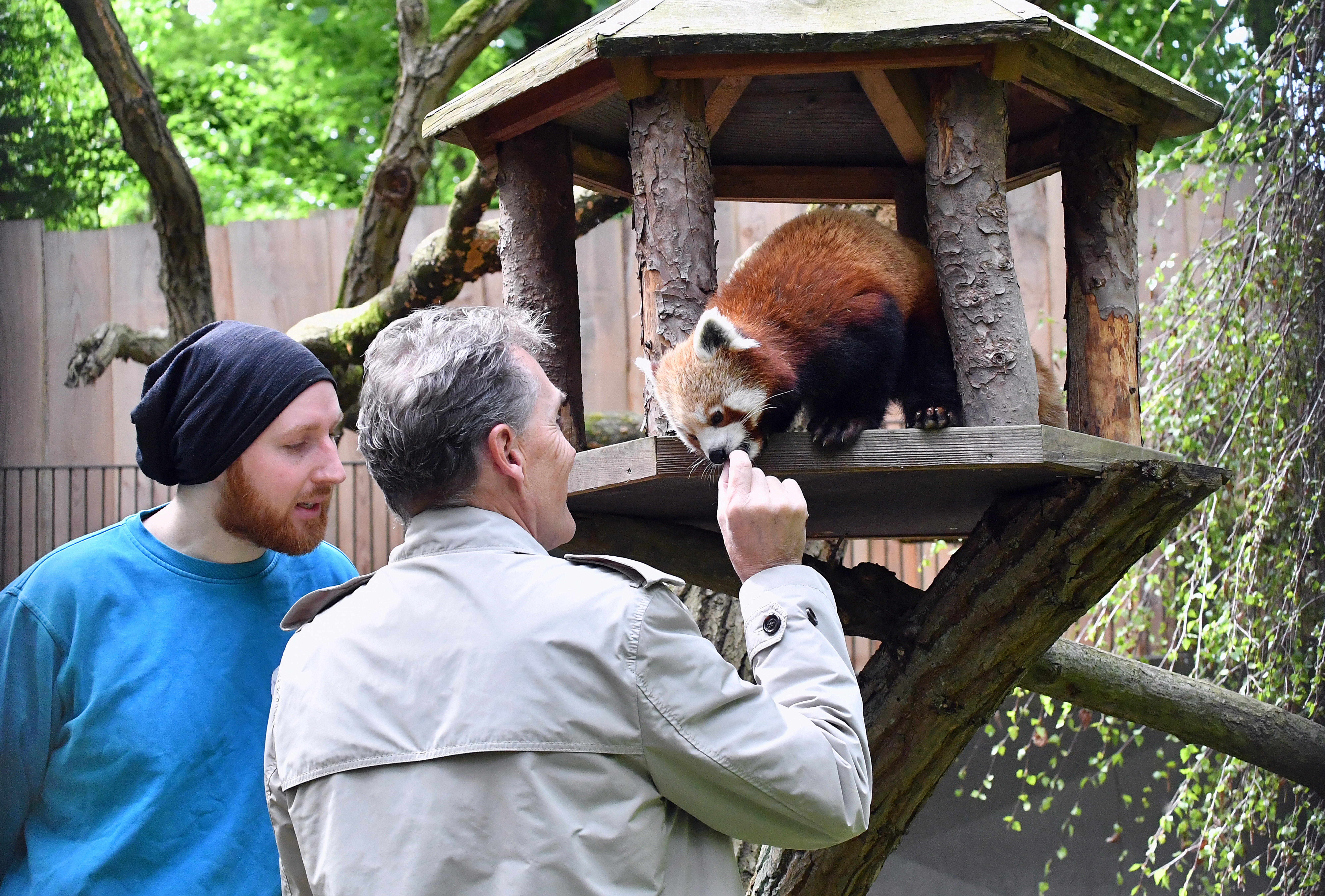 Panda Einzug Ralf Zimlich füttert den kleinen Roten Panda zur Begrüßung.