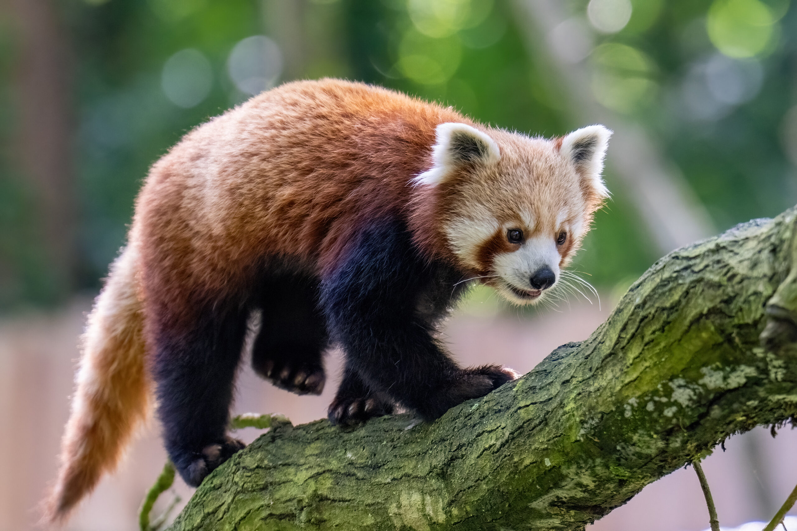 Roter Panda_Pjat_md (2) Der Rote Panda Pjat setzt behutsam seine großen Tatzen beim Klettern auf einem dicken Ast ein. Sein buschiger Schwanz hilft ihm, das Gleichgewicht zu steuern. Sein rot-weißes Fell leuchtet feurig.