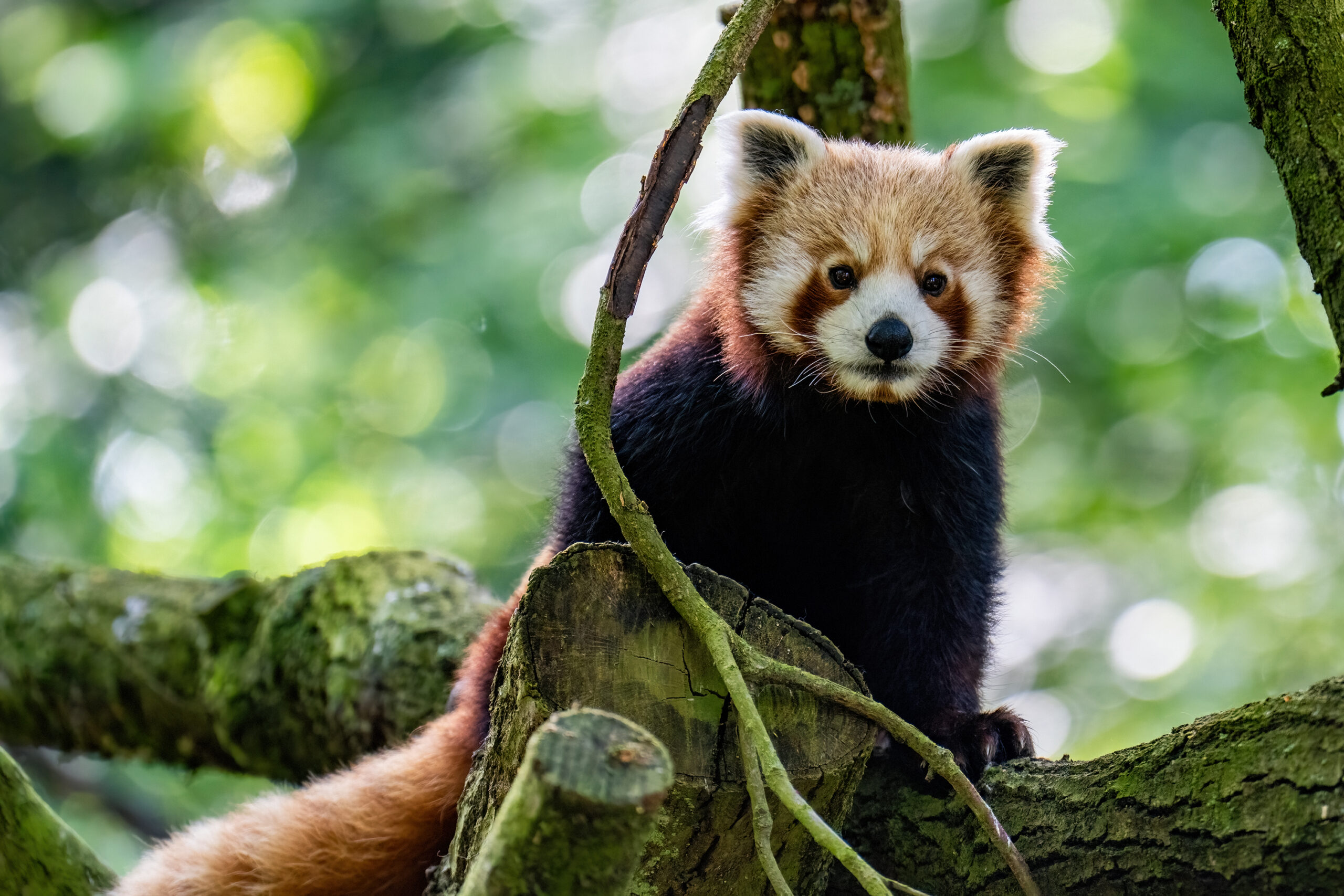 Roter Panda_Pjat_md (3) Ein süßer Roter Panda mit Knopfaugen und runder schwarzer Nase, spitzen Öhrchen und rötlich-weißem Fell im Geäst eines Baumes.