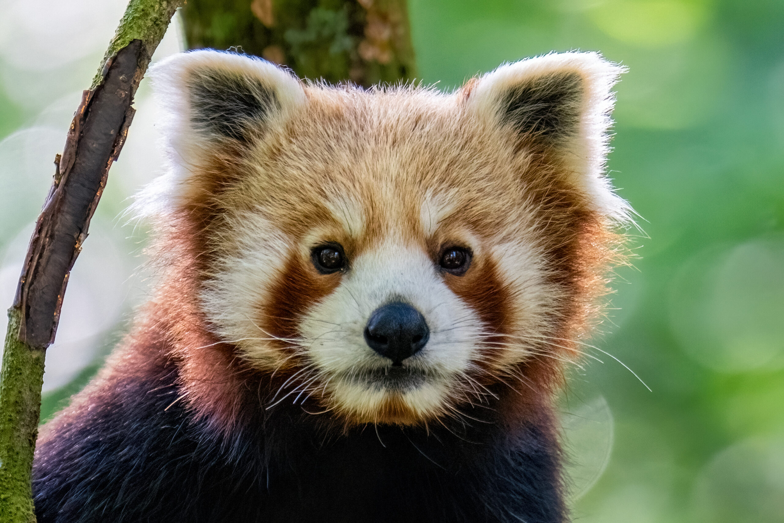Porträt vom Roten Panda Pjat, der niedlich und noch schüchtern mit Knopfaugen, schwarzem Näschen und spitzen Öhrchen in die Kamera schaut.
