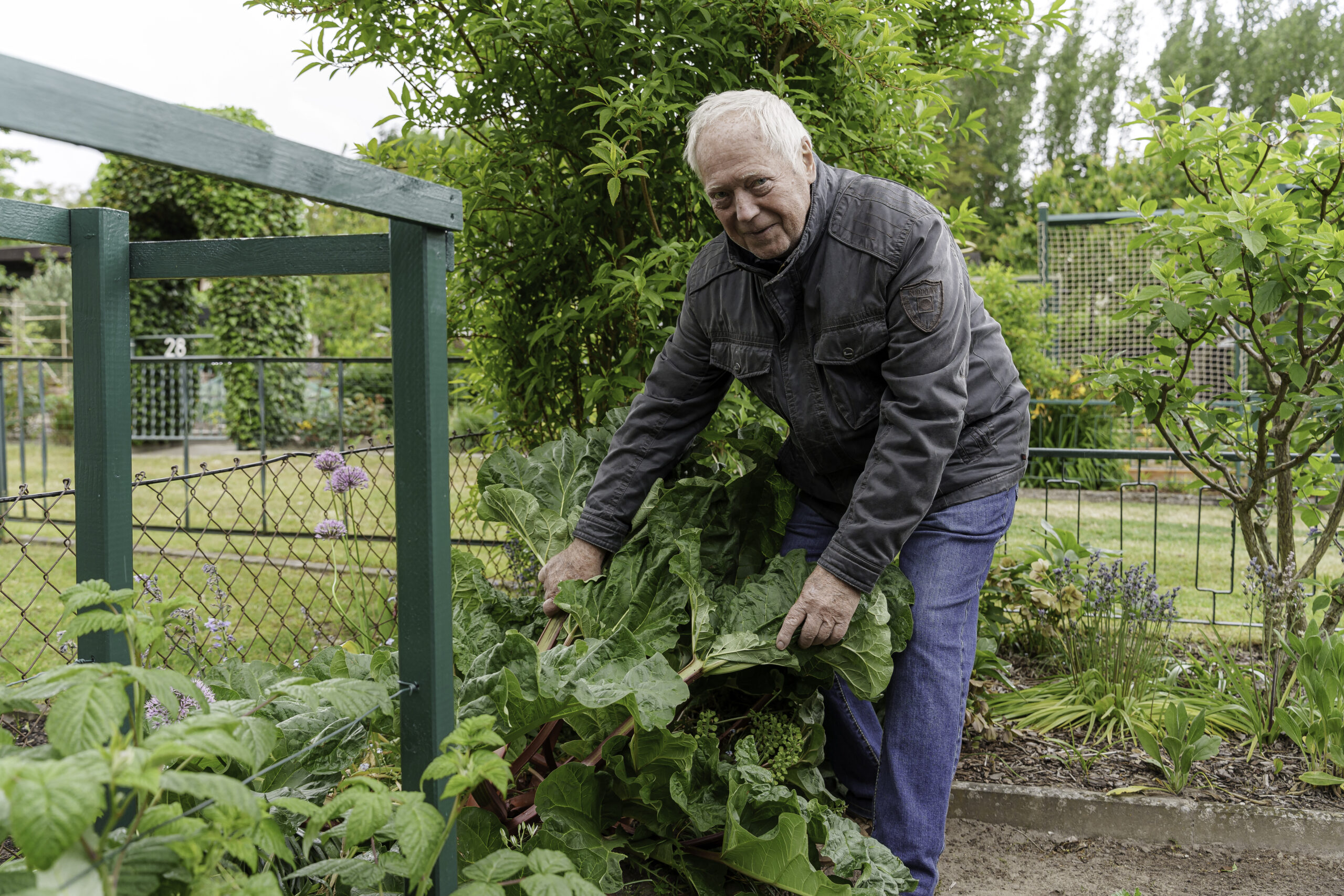Dieter Buchta Leidenschaftliche Schrebergärtner: Dieter Buchta in seinem grünen Garten in der Anlage »Burrkäwer« beim Rhabarber ernten.