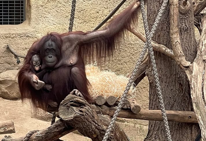 Khaleesi mit ihrer Orang-Utan-Mama.