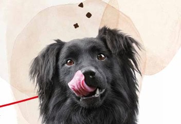Ein schwarzer Hund