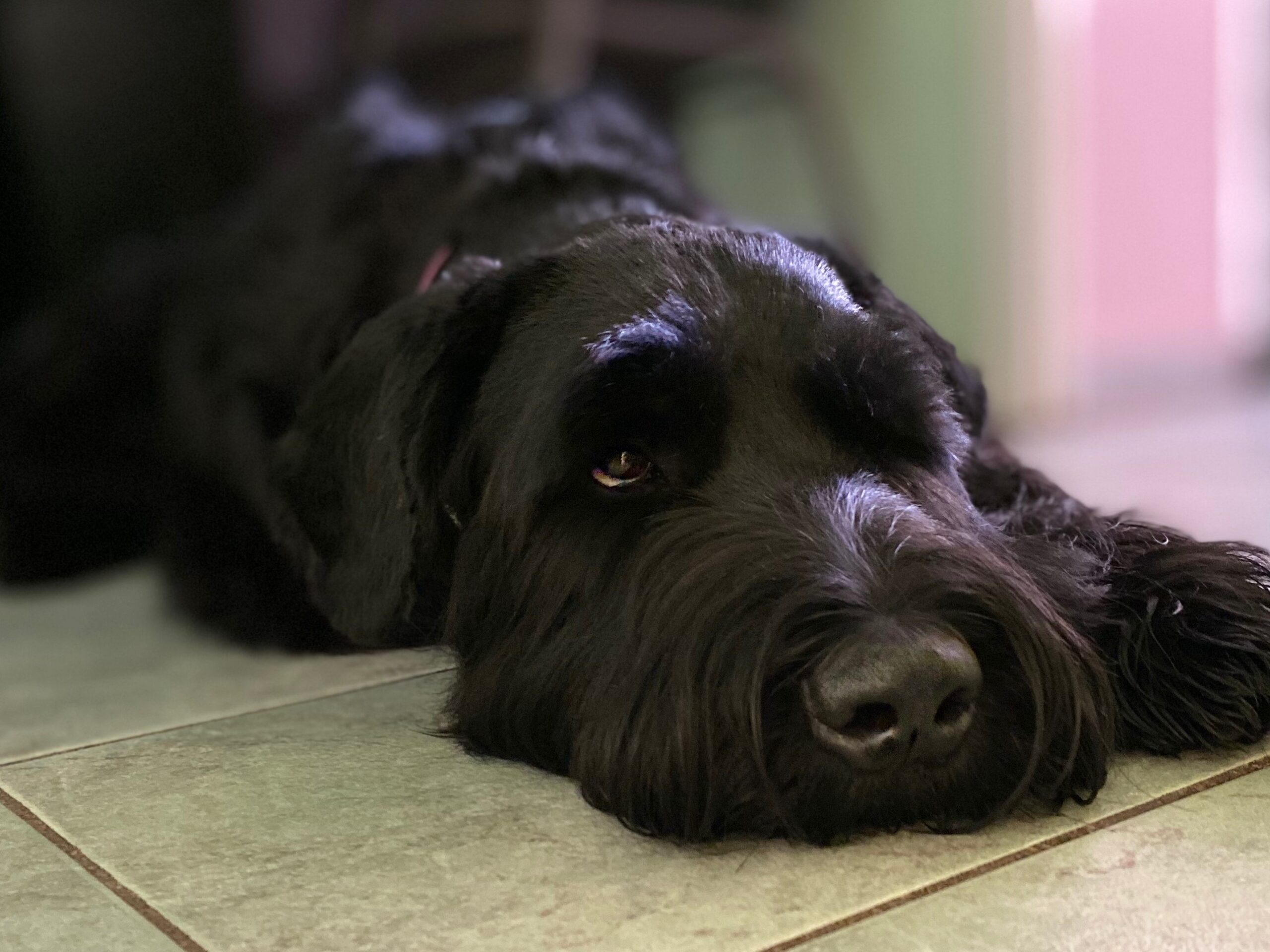 Ein Riesenschnauzer im Portrait legt seinen Kopf auf die Fliesen.