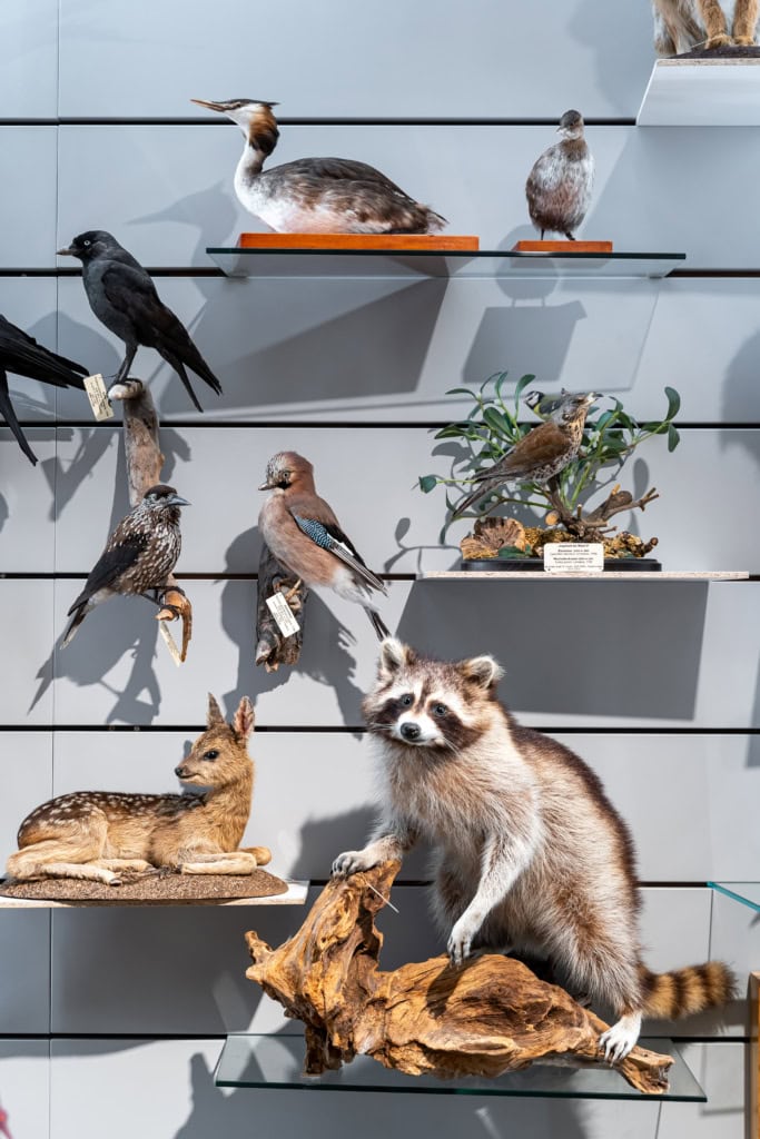 Zoologische Sammlung am Universitätsplatz in Rostock zeigt heimische Tierwelt, darunter Waschbär, Reh, Specht und viele andere Vögel.