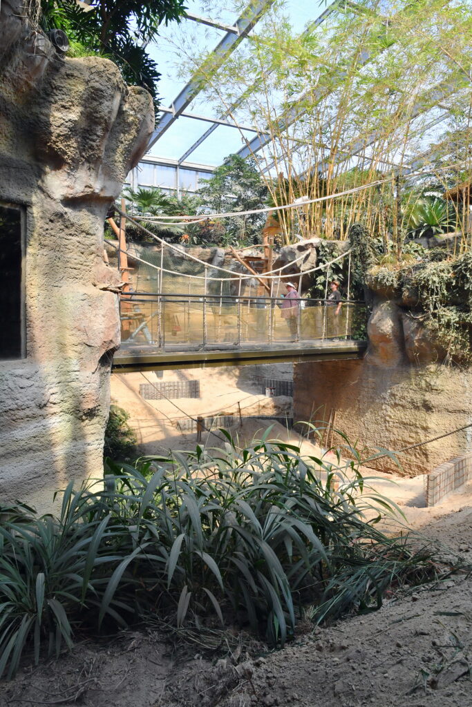 Orang-Utan-Gehege 2025 Das frisch renovierte Orang-Utan-Gehege im Rostocker Zoo, kurz vor Einzug der Menschenaffen, mit Hängebrücke und vielen Pflanzen.