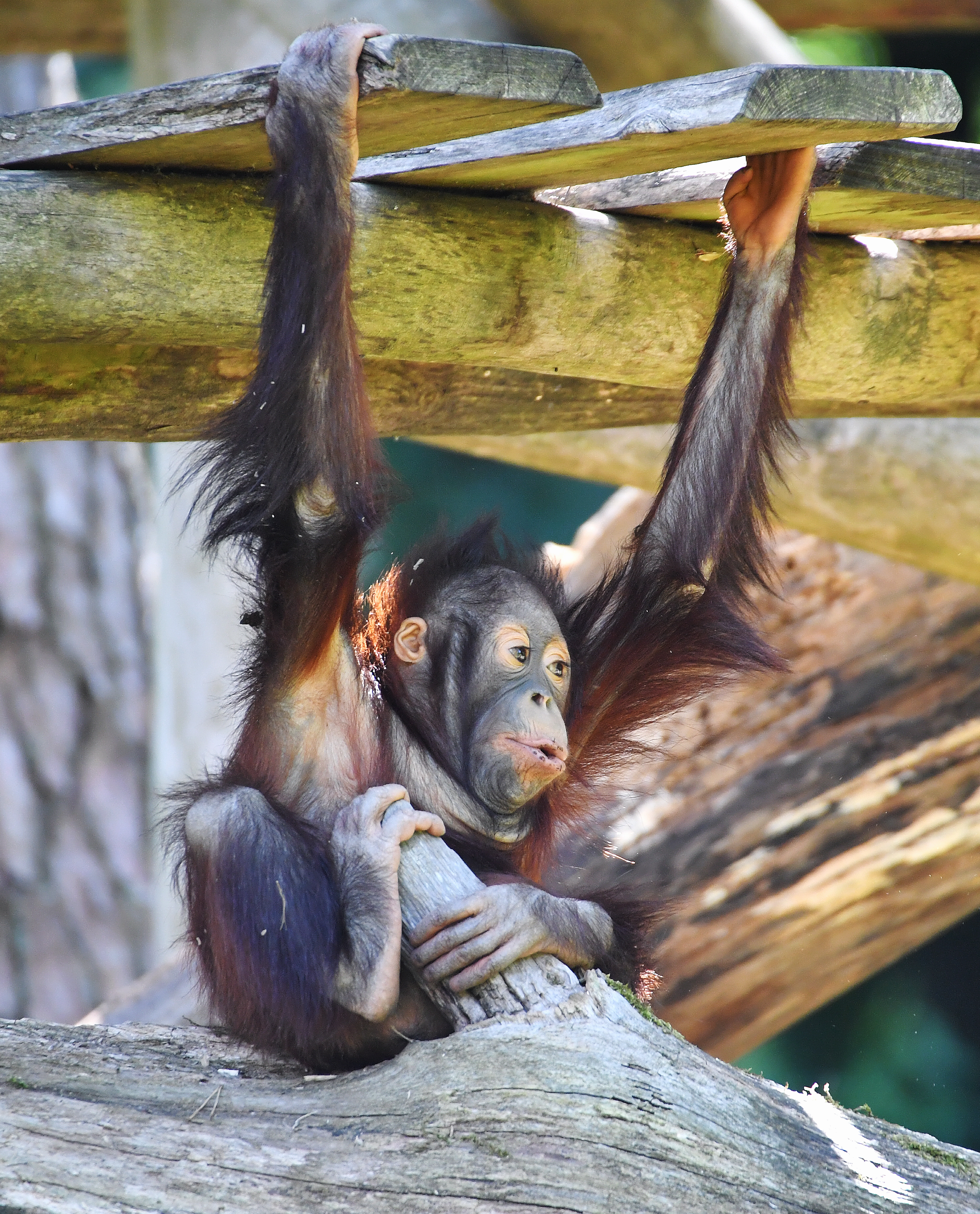 Orang-Baby Ein süßes Orang-Utan-Baby mit roten Haaren und Sturmfrisur klammert sich mit Armen und und Beinen an ein Holzspielzeug im Rostocker Zoo.