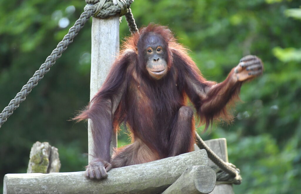 Orang-Utan-Gehege 2025 Ein Orang-Utan mit langen roten Haaren turnt auf einem Holz-Klettergerüst im Rostocker Zoo.
