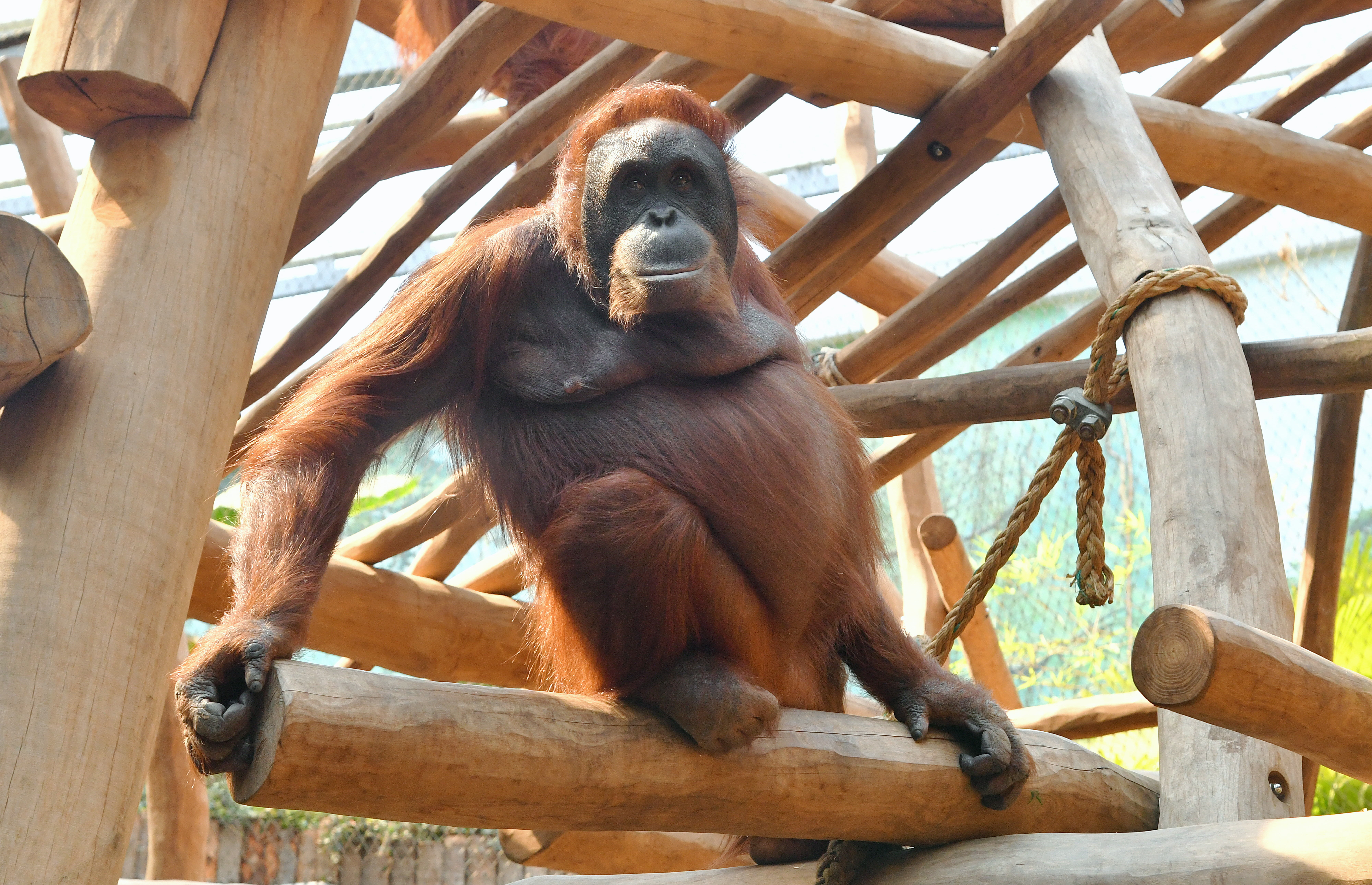 Ein ausgewachsenes Orang-Utan-Männchen im frisch renovierten Gehege des Rostocker Zoos sitzt inmitten eines Klettergerüsts aus Holz.