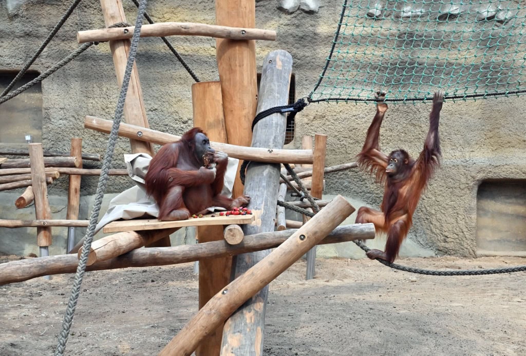 Zwei Orang-Utans beim Hangeln und Erkunden der neuen Orang-Utan-Anlage im Rostocker Zoo.