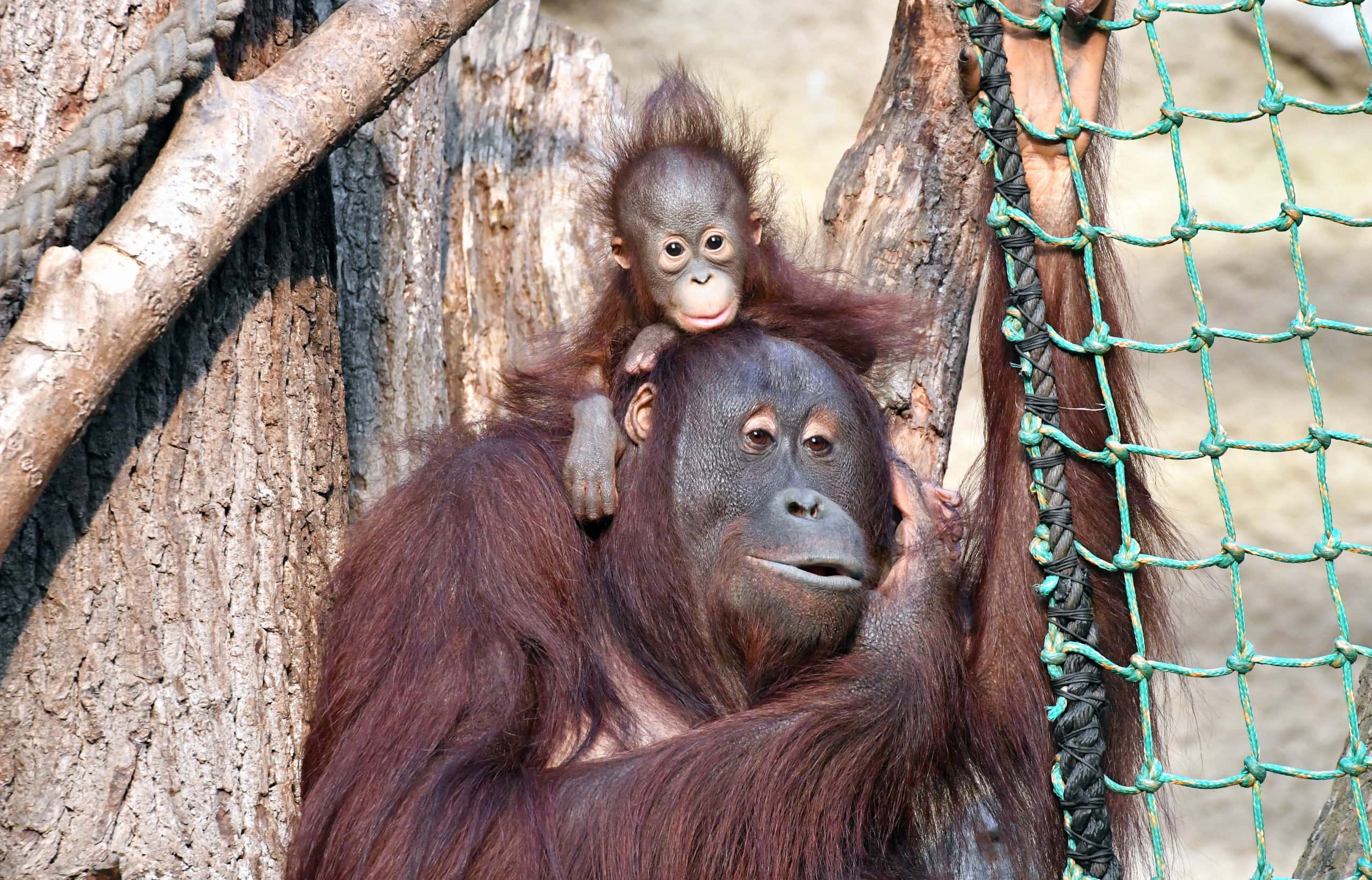 Eine Orang-Utan-Mutter mit ihrem winzig süßen Nachwuchs zwischen Baumstämmen.