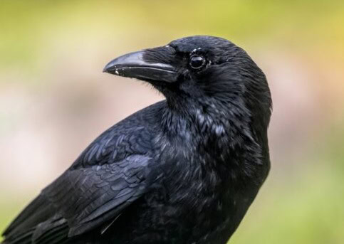 Eine schwarze Saatkrähe mit langem schwarzen Schnabel
