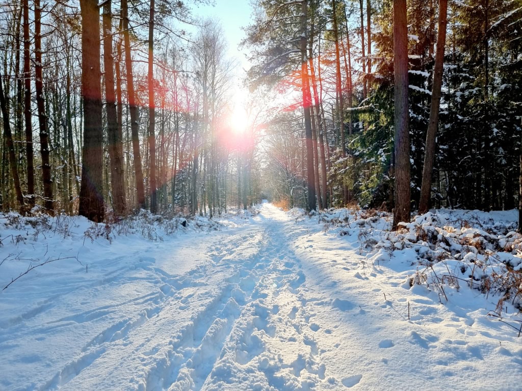 Verschneiter Winterweg in der Rostocker Heide.