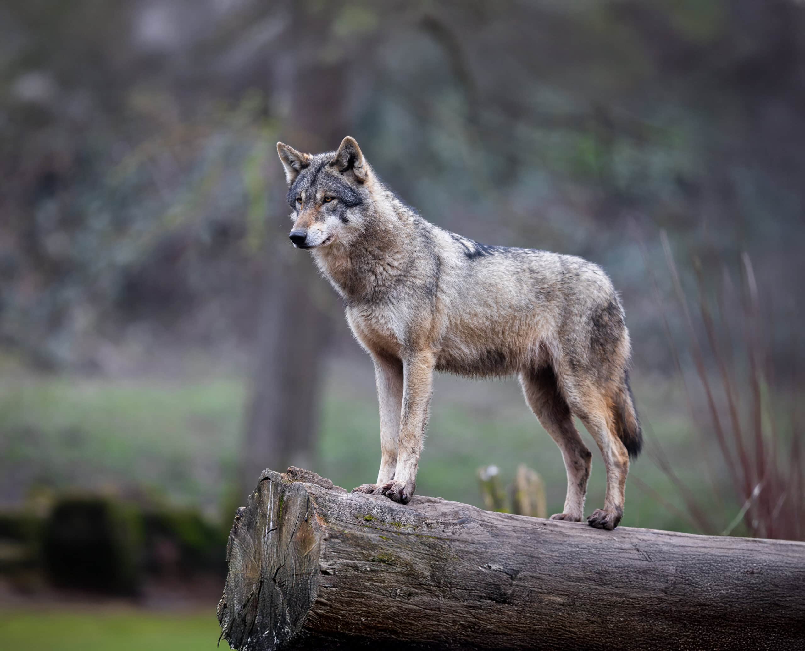A grey wolf resting in the forest Auf einem Baumstamm stehender Wolf.