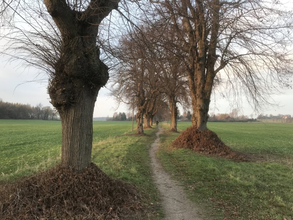 Winterlicher Wanderweg durch den Hütter Wohld,