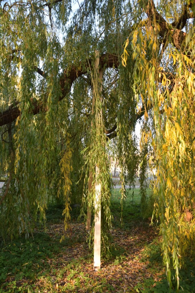 Eine stattliche Trauerweide in der Thierfelderstraße konnte die WIRO mit Gurten, Stützen und baumpflegerischen Maßnahmen erhalten.