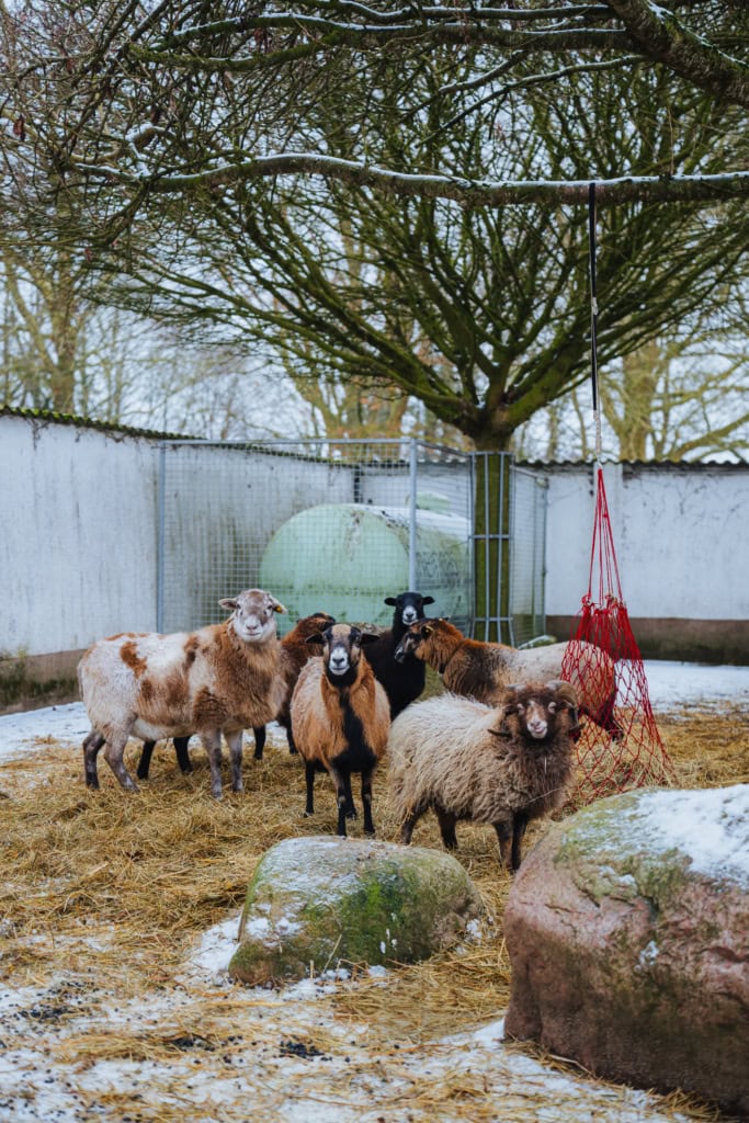 Eine Schafherde im winterlichen Tierheim Schlage. Die Tiere haben hier eine neue Zuflucht gefunden.