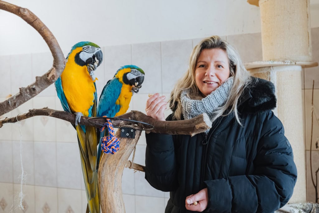 Angelika Streubel Mitarbeiterin im Tierheim Schlage, füttert zwei blau-gelbe Aras. Die beiden Papageien haben hier ihr neues Zuhause.