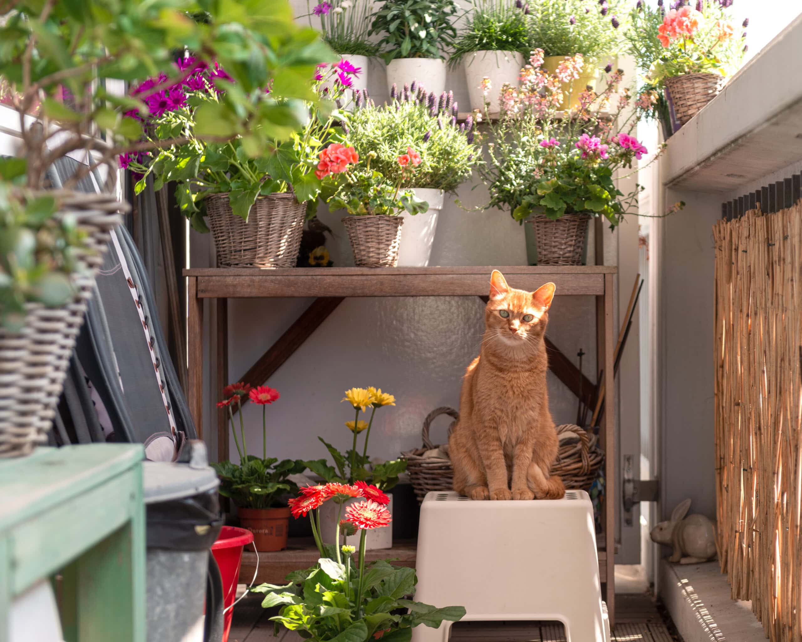 Eine Katze sitzt auf einem Balkon. Hinter ihr sind Blumen zu sehen in Blumentöpfen.