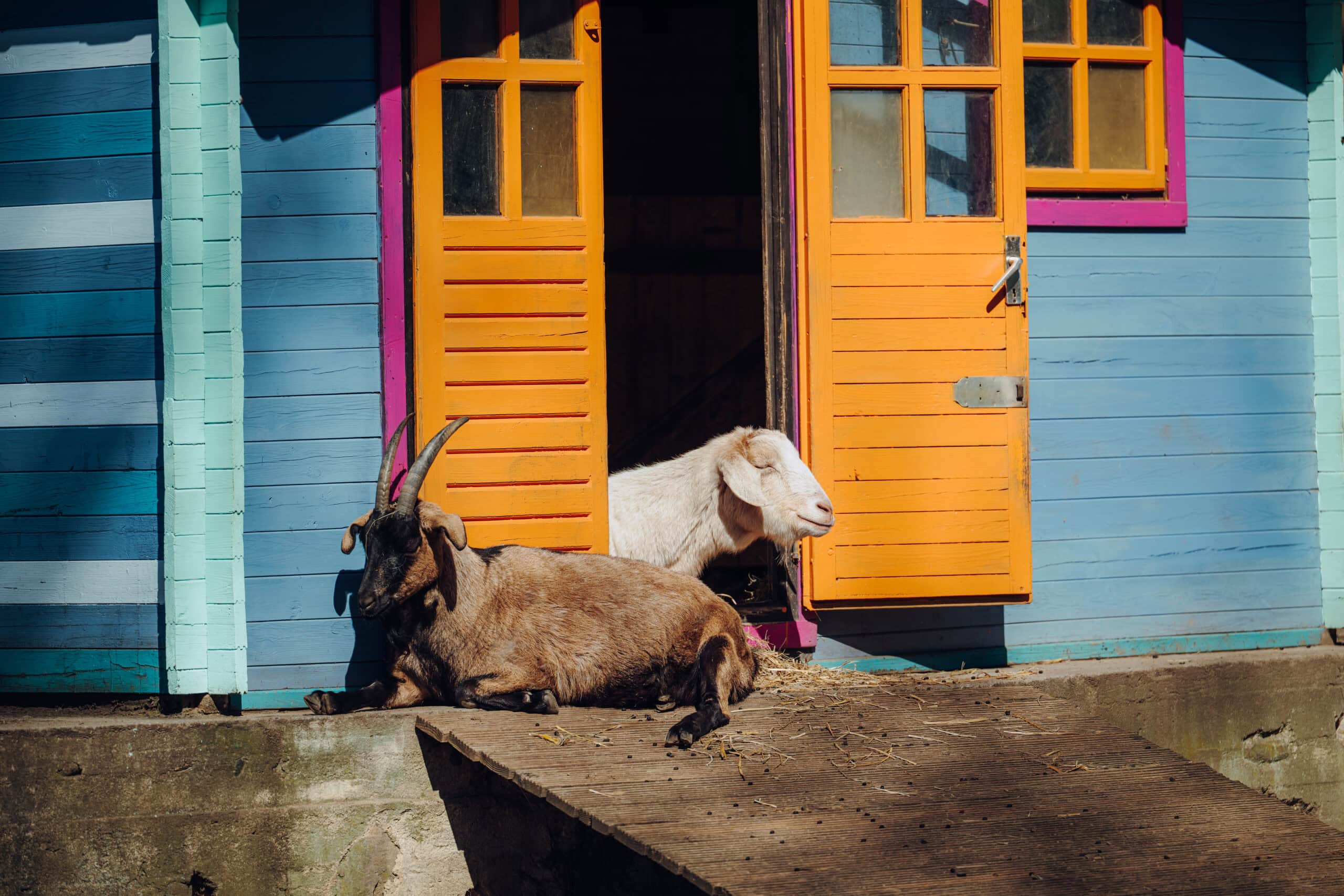 Schafbock und Ziege im ASB-Kinderbauernhof in Rostock Lichtenhagen liegen im und vor dem bunt gestrichenen Stall.