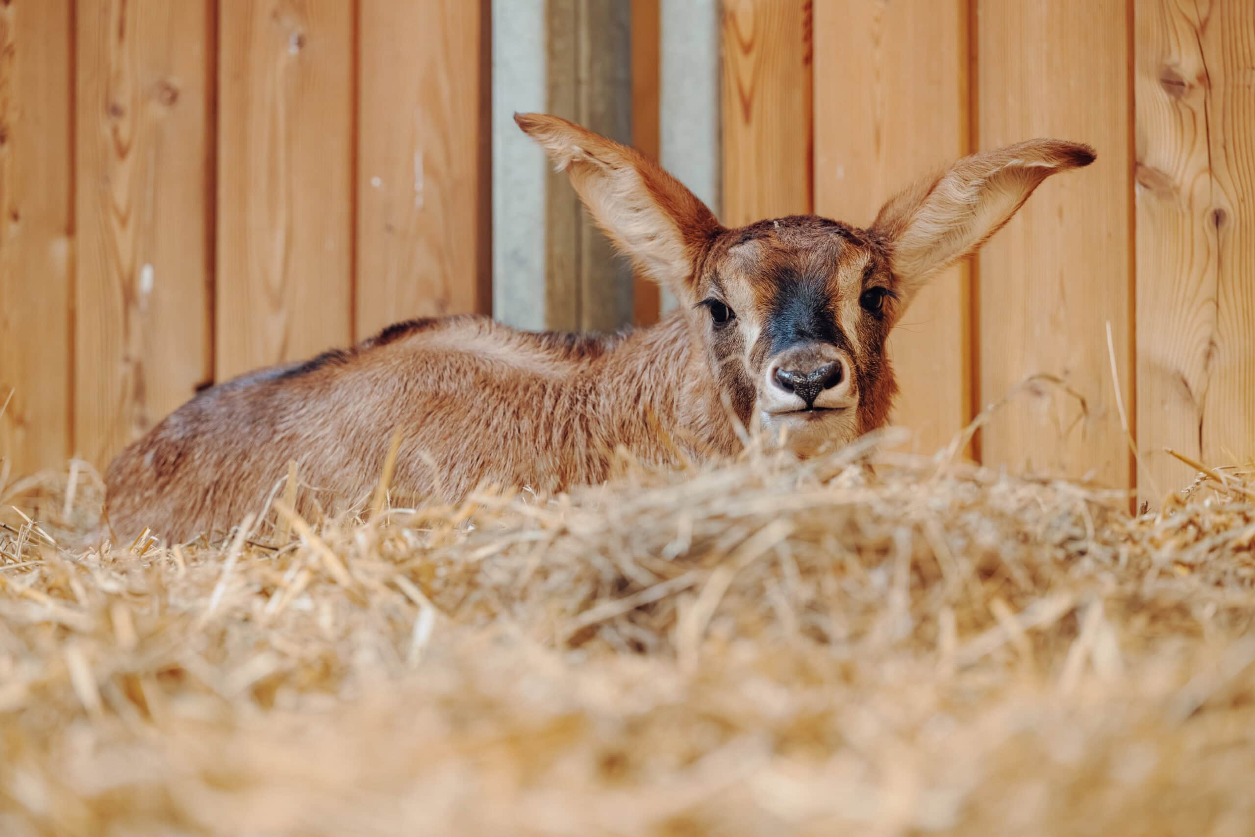 Der vier Wochen alte Pferdeantilopen-Junge Hagrid mit seinen riesigen Ohren traut sich langsam an die frische Luft.