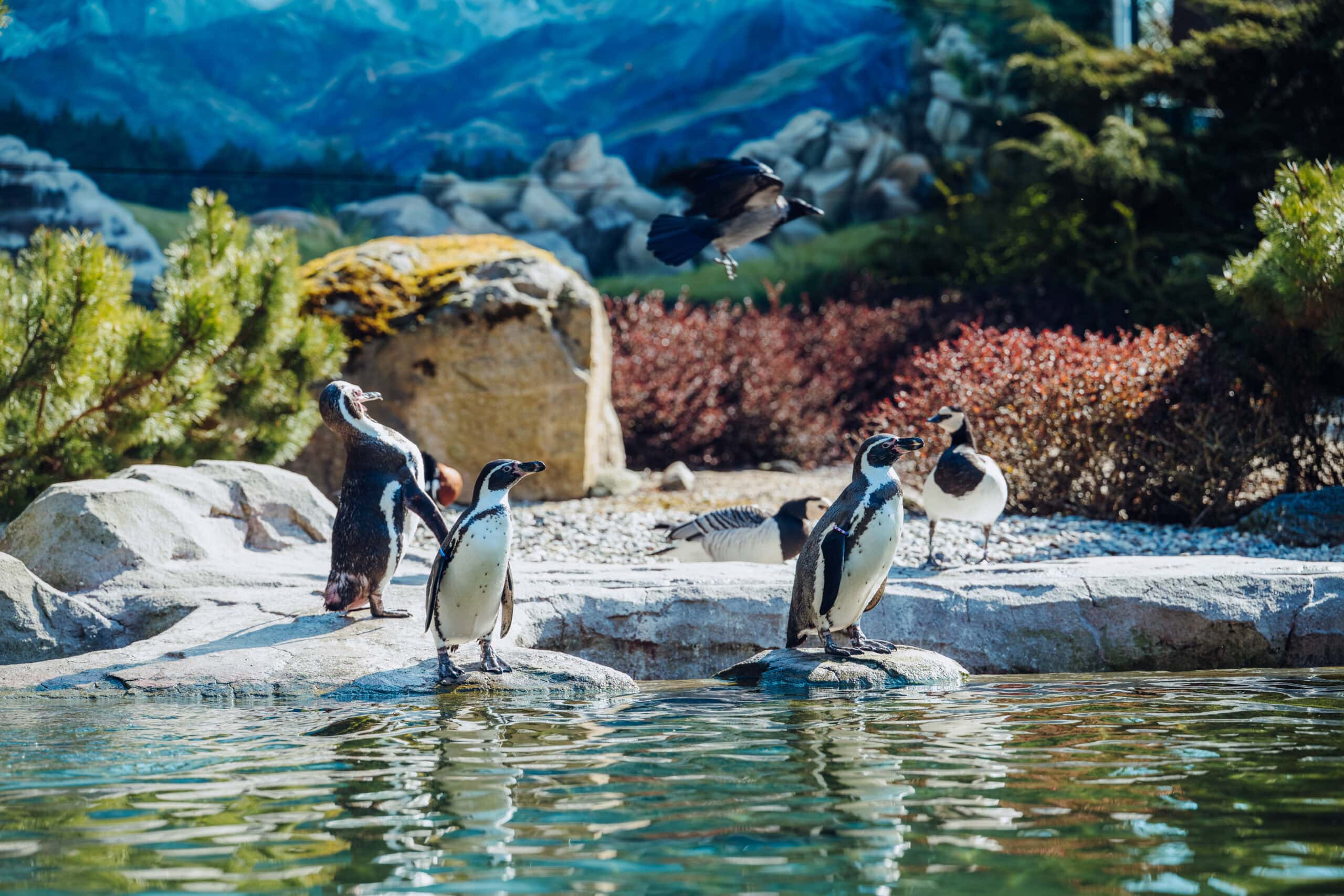 Pinguine im Rostocker Zoo auf Felsen vorm Wasser.