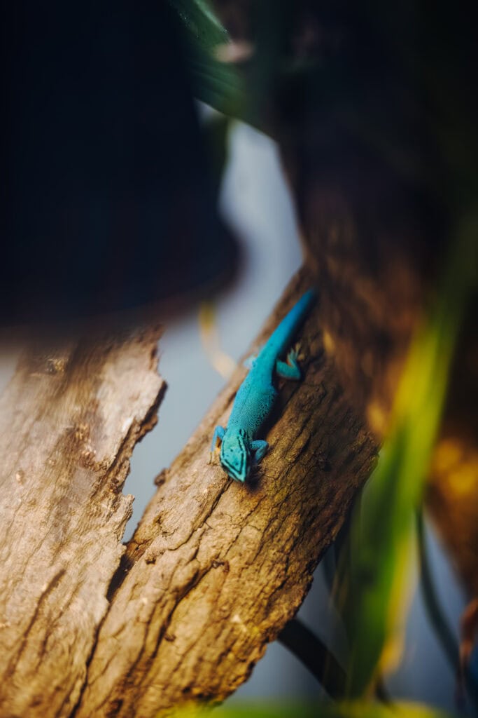 Den ersten Nachwuchs des Jahres muss man suchen. Die Echsenbabys sind nur wenige Millimeter lang, zwischen den Blättern und Ästen schwer zu erspähen. Aber Geduld lohnt sich, denn sie tragen ihren bezaubernden Namen nicht umsonst: Himmelblaue Zwergtaggeckos leuchten türkis, grasgrün oder königsblau.
