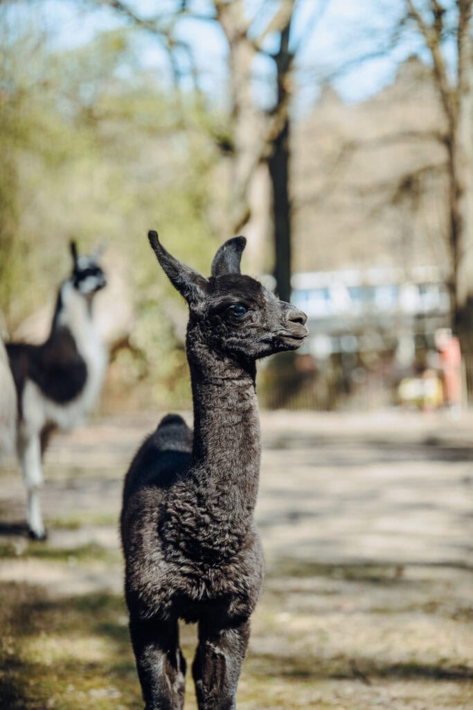 Bei den Lamas im Rostocker Zoo gab es im Februar und im April Nachwuchs. Der jüngste Nachwuchs ist bei den lustigen Lamas ist erst wenige Tage alt, aber auf seinen staksigen Beinen weicht er der Herde nicht von der Seite.