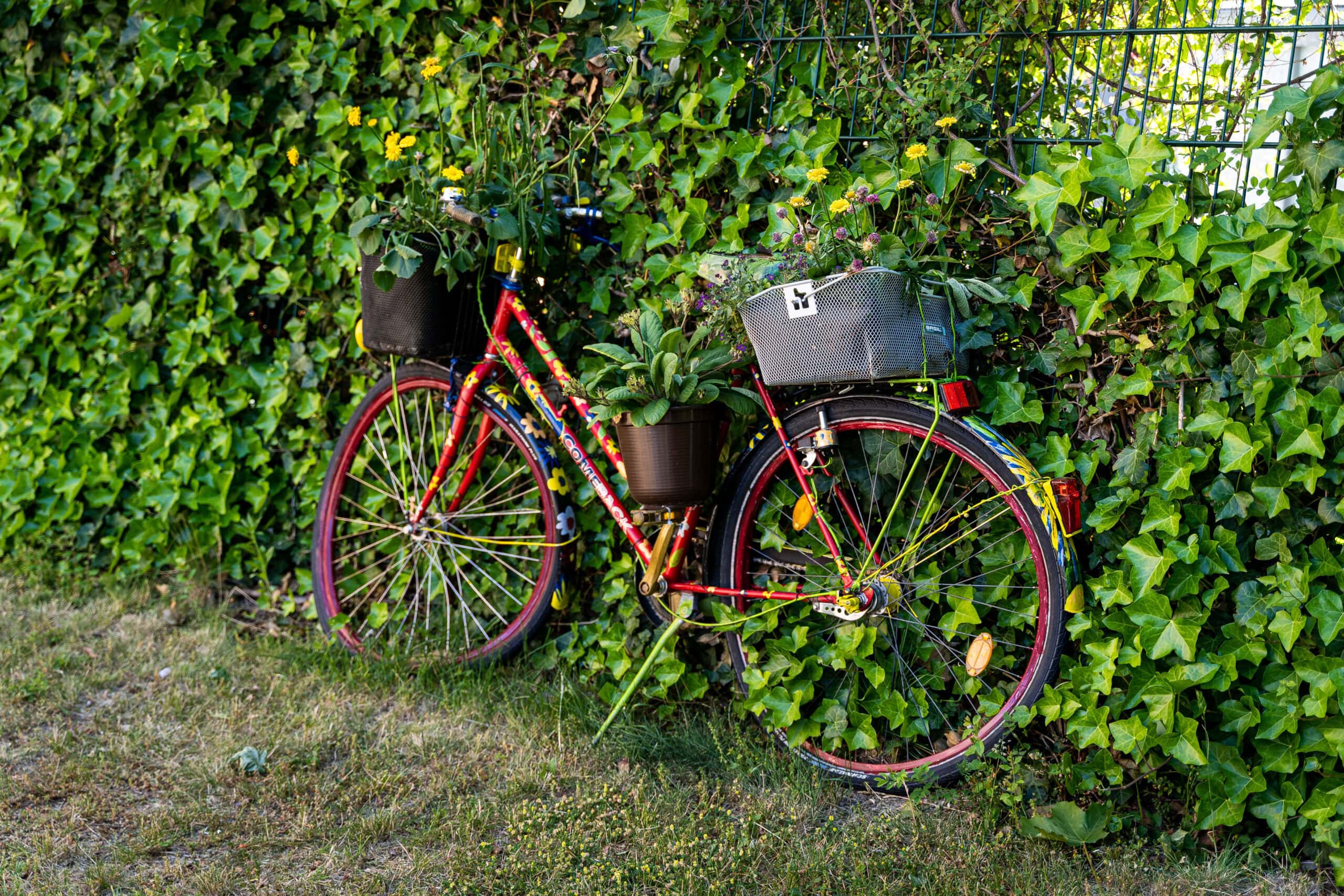 Ein buntes bepflanztes Fahrrad, das fahruntüchtig in einer Efeu-Hecke steht.