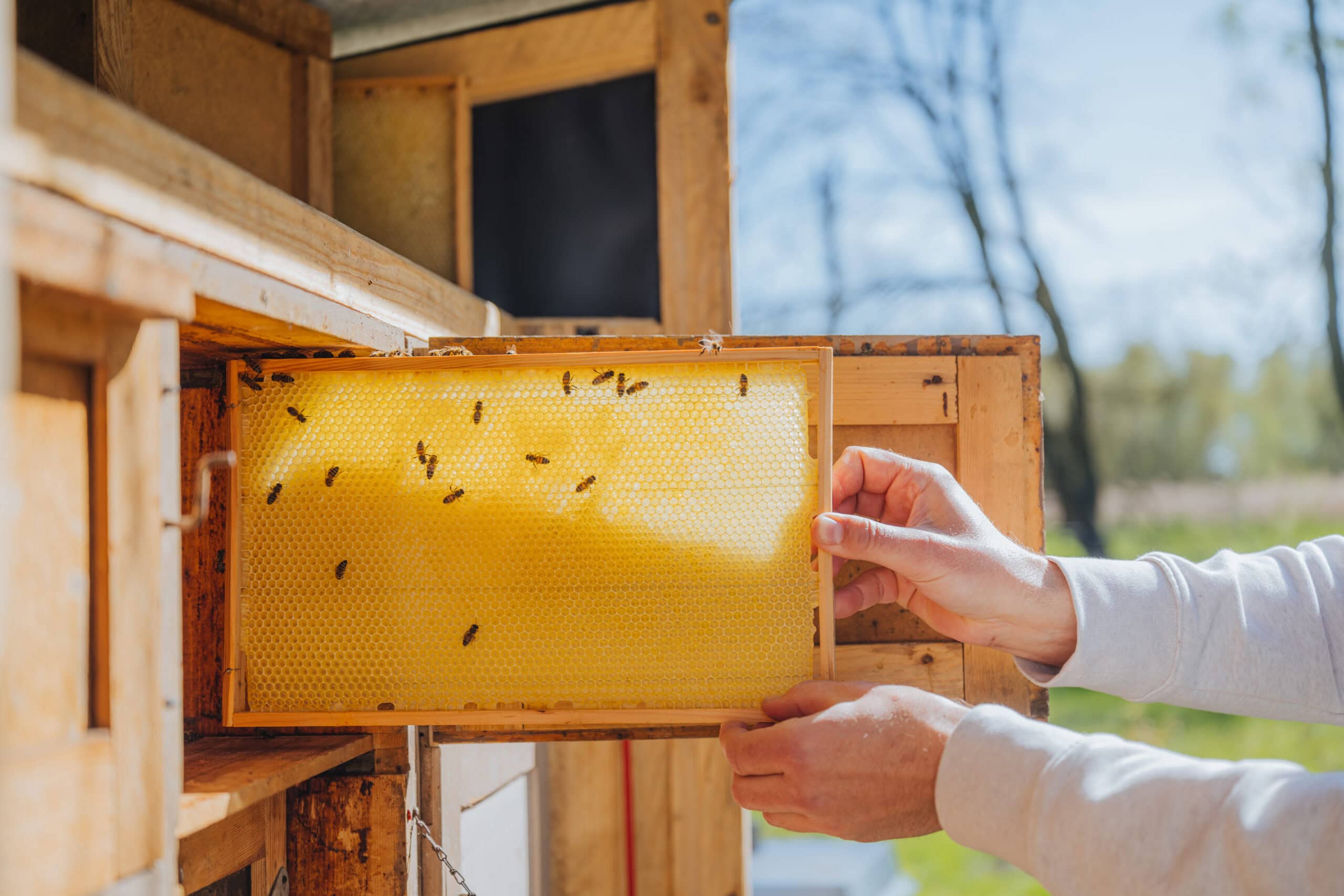 Eine goldgelb leuchtende Honigwabe mit Bienen.