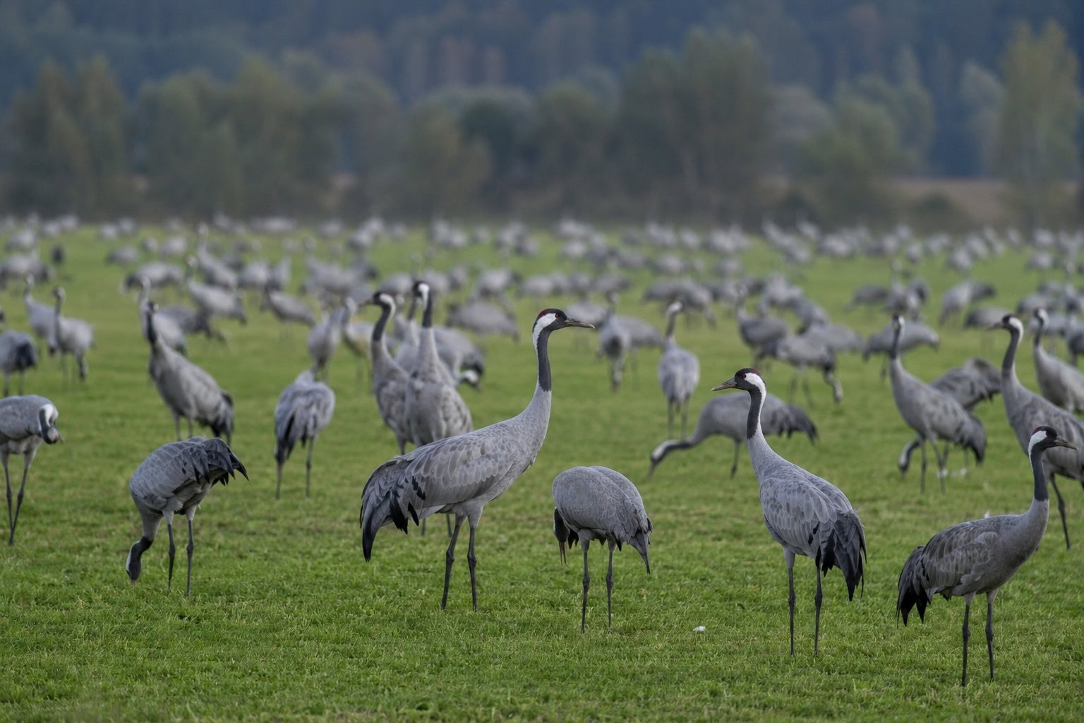Viele Kraniche auf einer grünen vernebelten Wiese