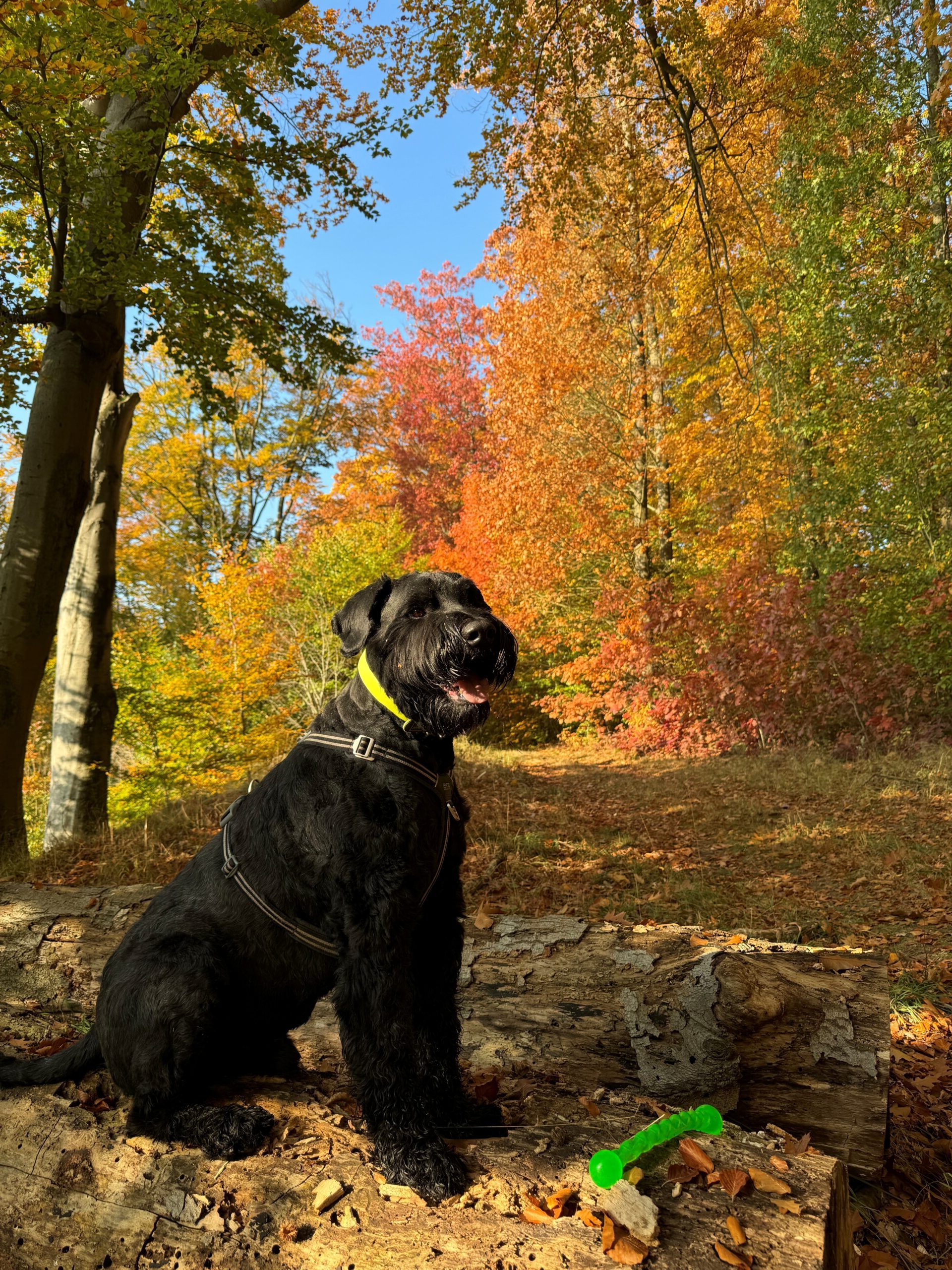 Raschelndes Laub, goldenes Licht, leuchtende Farben – ein Herbstspaziergang mit Hund ist nirgends schöner als im Wald.