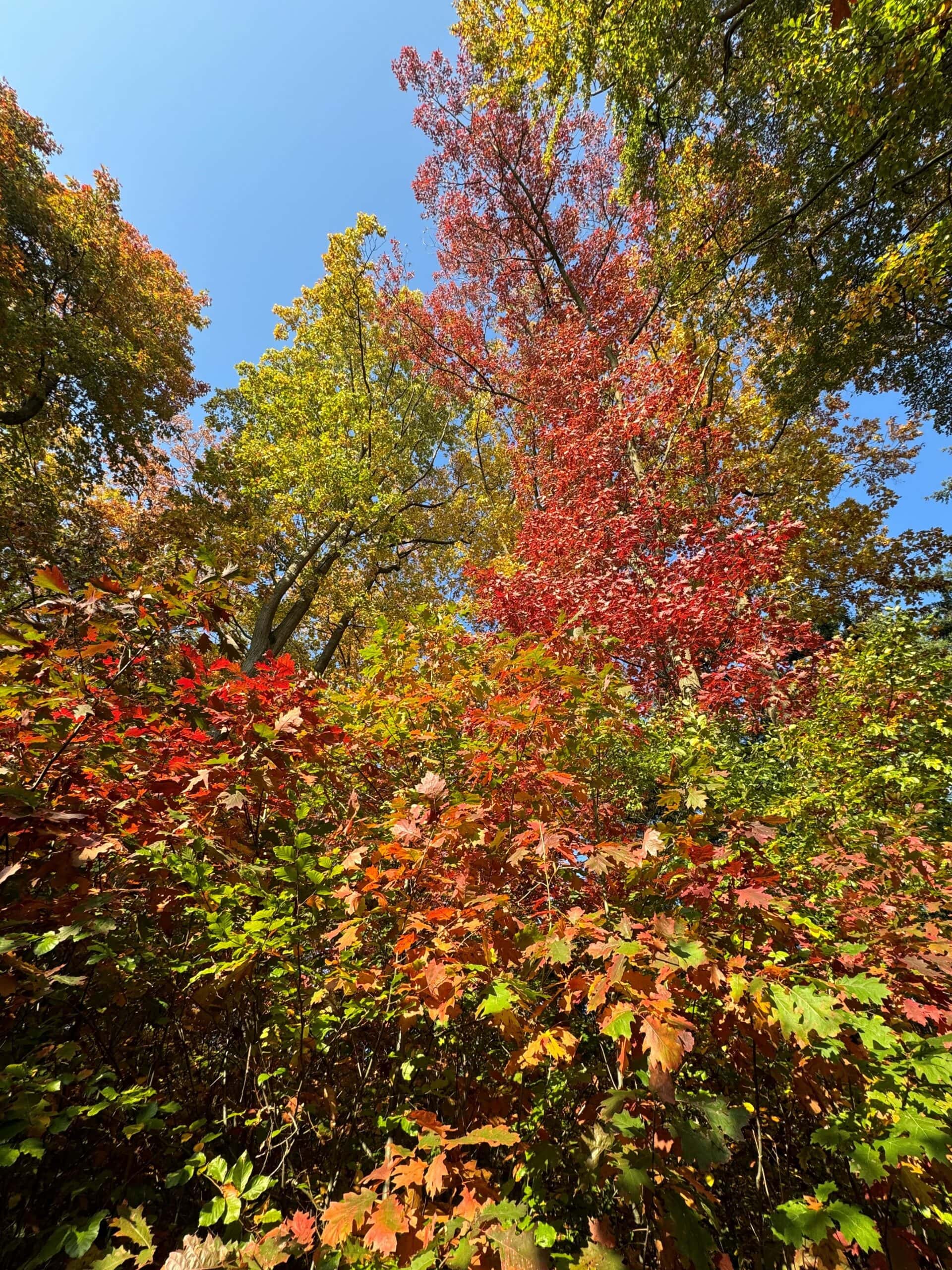 Raschelndes Laub, goldenes Licht, leuchtende Farben – der Herbst ist nirgends schöner als im Wald.