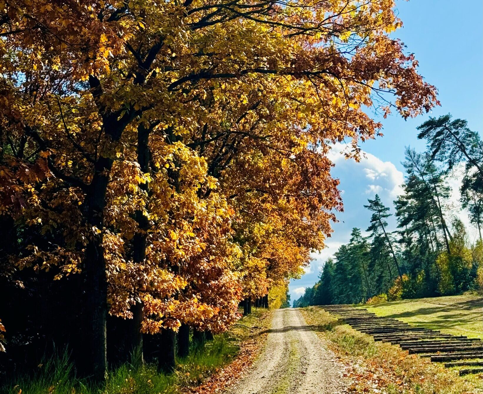Raschelndes Laub, goldenes Licht, leuchtende Farben – der Herbst ist nirgends schöner als im Wald.
