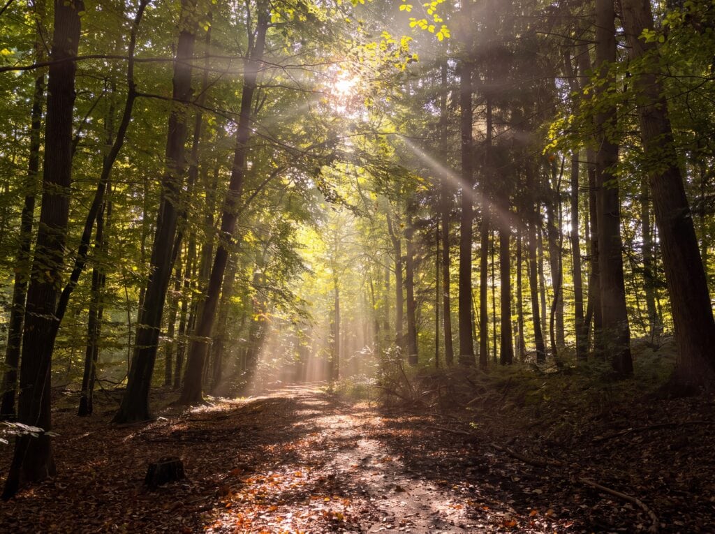 Ein sonnenbeschienener Buchenwald